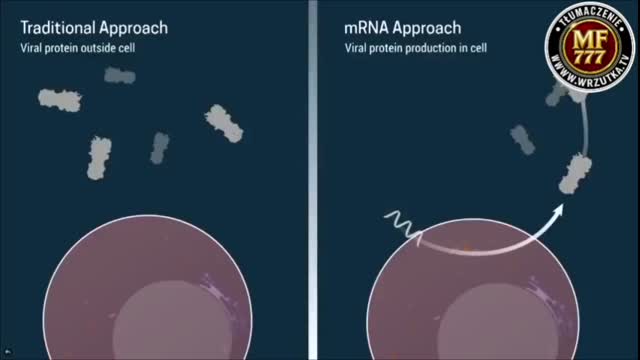 Preparaty mRNA światowy eksperyment