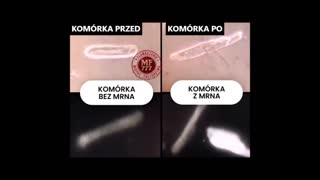 Ludzie są odbiornikiem i nadajnikiem